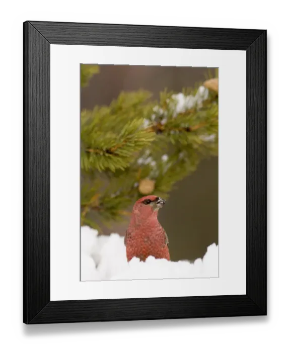 Framed Print : Pine Grosbeak (Pinicola enucleator) adult male, standing on snow in coniferous forest, Lapland, Finland, march Framed Print : Pine Grosbeak (Pinicola enucleator) adult male, standing on snow in coniferous forest, Lapland, Finland, march