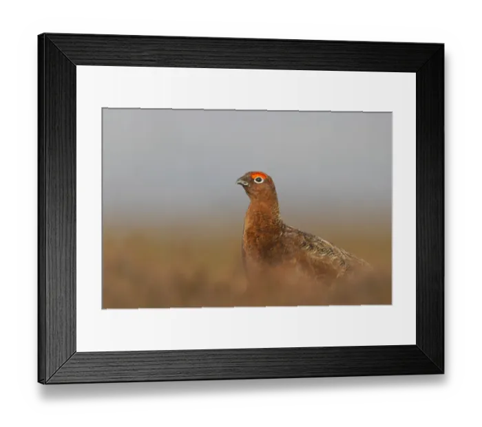 Framed Print : Red Grouse (Lagopus lagopus scoticus) adult male, standing on moorland, Yorkshire Dales N. P. Yorkshire, England Framed Print : Red Grouse (Lagopus lagopus scoticus) adult male, standing on moorland, Yorkshire Dales N. P. Yorkshire, England