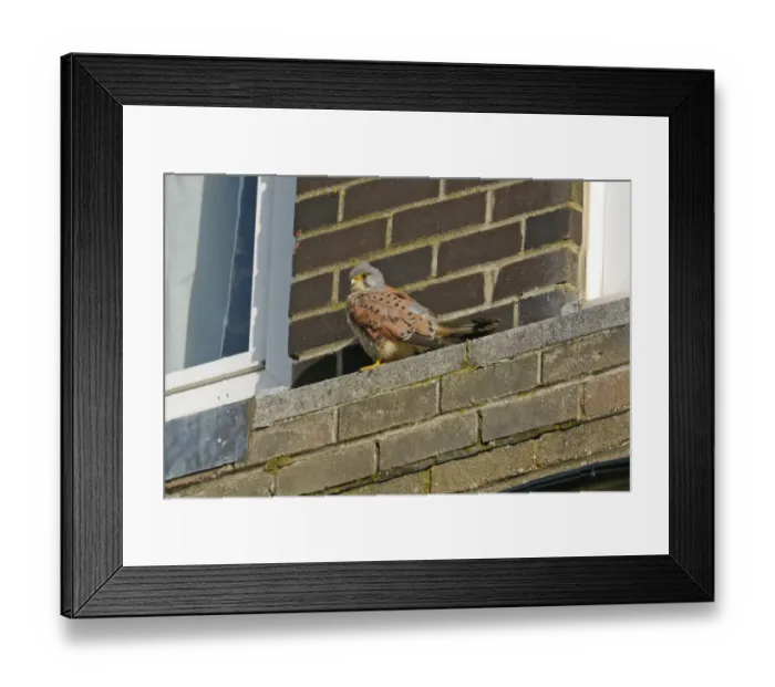 Framed Print : Common Kestrel (Falco tinnunculus) adult male, perched on building ledge, Widewater Lagoon, Lancing, West Sussex, England, february Framed Print : Common Kestrel (Falco tinnunculus) adult male, perched on building ledge, Widewater Lagoon, Lancing, West Sussex, England, february