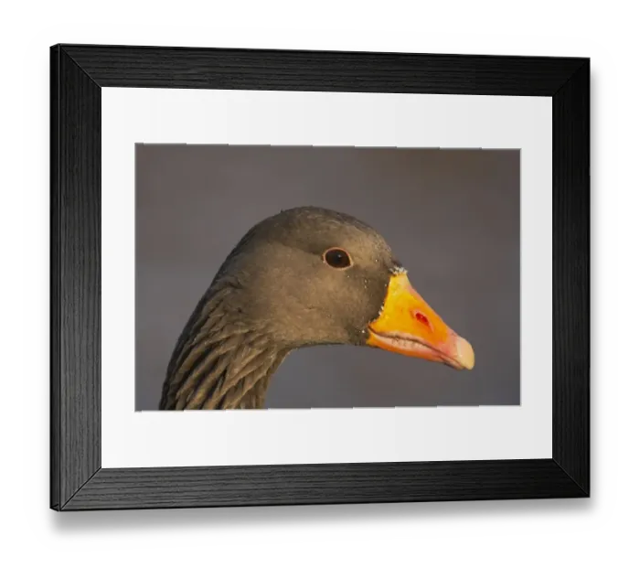 Framed Print : Greylag Goose (Anser anser) adult, close-up of head, Slimbridge W. W. T. Gloucestershire, England Framed Print : Greylag Goose (Anser anser) adult, close-up of head, Slimbridge W. W. T. Gloucestershire, England