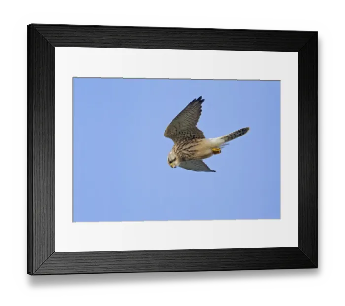 Framed Print : Common Kestrel (Falco tinnunculus) juvenile, in flight, Cornwall, England, august Framed Print : Common Kestrel (Falco tinnunculus) juvenile, in flight, Cornwall, England, august