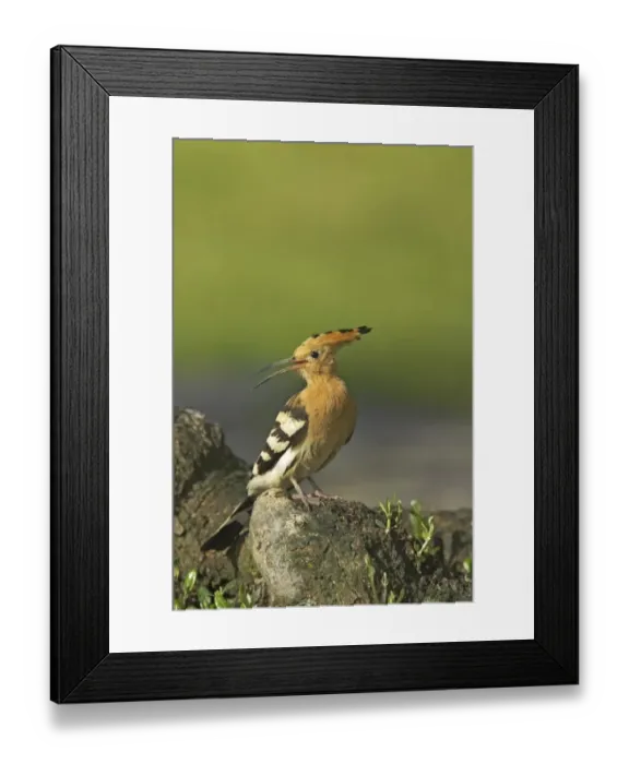Framed Print : Eurasian Hoopoe (Upupa epops) adult, calling, perched at nestsite, Extremadura, Spain