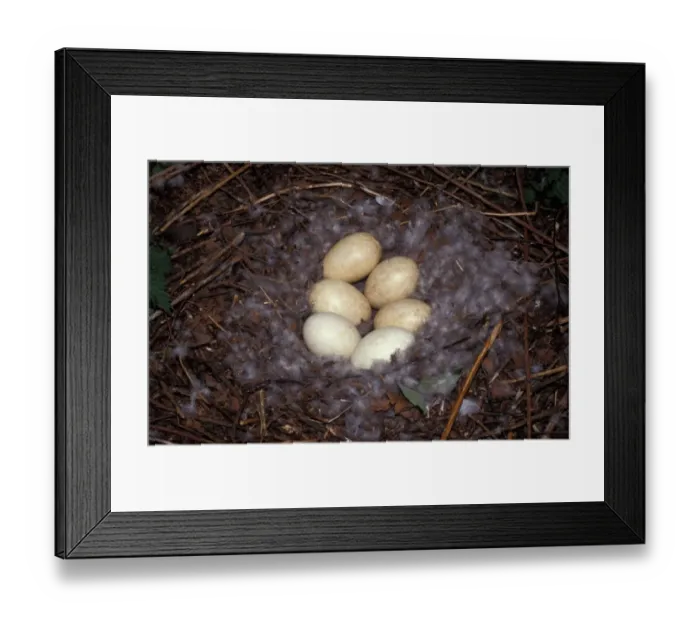 Framed Print : Greylag Goose (Anser anser) Nest containing six eggs Framed Print : Greylag Goose (Anser anser) Nest containing six eggs