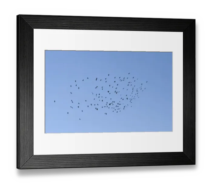 Framed Print : Jackdaw (Corvus monedula) flock, in flight, Northern Spain, september Framed Print : Jackdaw (Corvus monedula) flock, in flight, Northern Spain, september