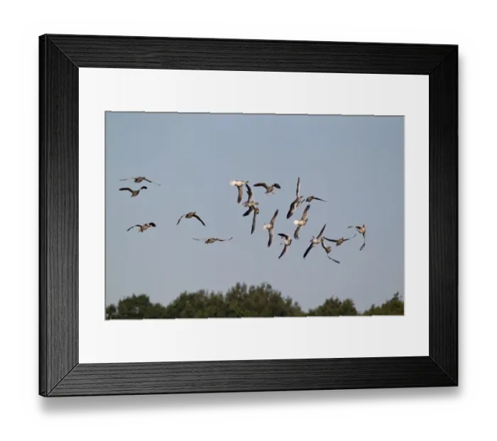 Framed Print : Greylag Goose (Anser anser) flock, whiffling in flight, Minsmere RSPB Reserve, Suffolk, England, september (composite image) Framed Print : Greylag Goose (Anser anser) flock, whiffling in flight, Minsmere RSPB Reserve, Suffolk, England, september (composite image)