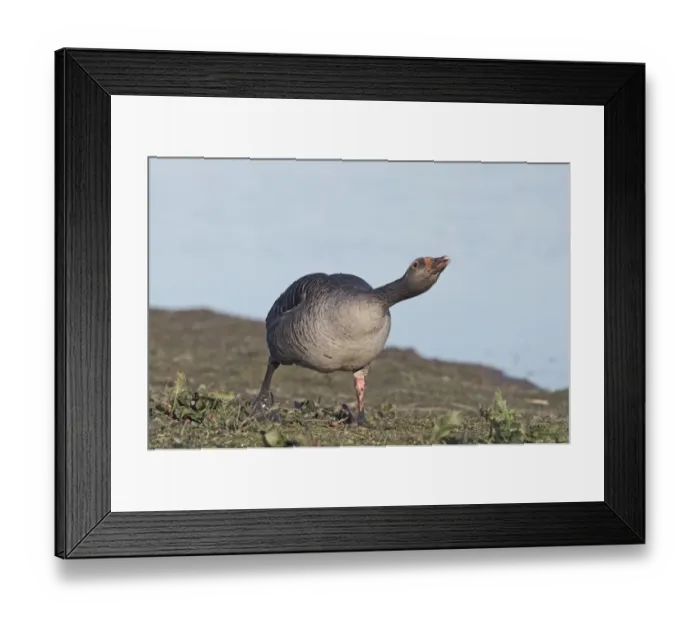 Framed Print : Greylag Goose (Anser anser) adult, in aggressive posture, walking on bank, Norfolk, England, march Framed Print : Greylag Goose (Anser anser) adult, in aggressive posture, walking on bank, Norfolk, England, march