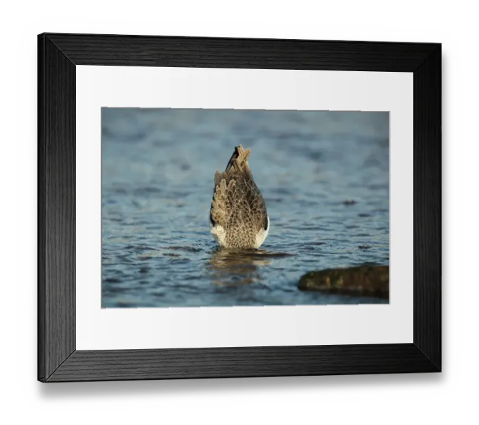 Framed Print : Common Greenshank (Tringa nebularia) adult, feeding, with head submerged under water, Keyhaven, Hampshire, England, december Framed Print : Common Greenshank (Tringa nebularia) adult, feeding, with head submerged under water, Keyhaven, Hampshire, England, december