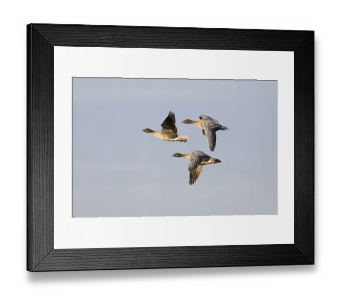 Framed Print : Pink-footed Goose (Anser brachyrhynchus) three adults, in flight, Norfolk, England, october Framed Print : Pink-footed Goose (Anser brachyrhynchus) three adults, in flight, Norfolk, England, october