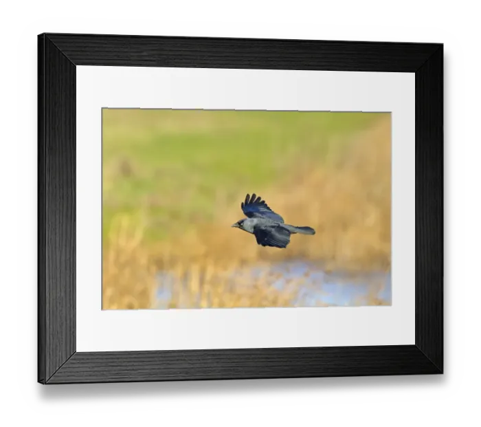 Framed Print : Jackdaw (Corvus monedula) adult, in flight, Norfolk, England, january