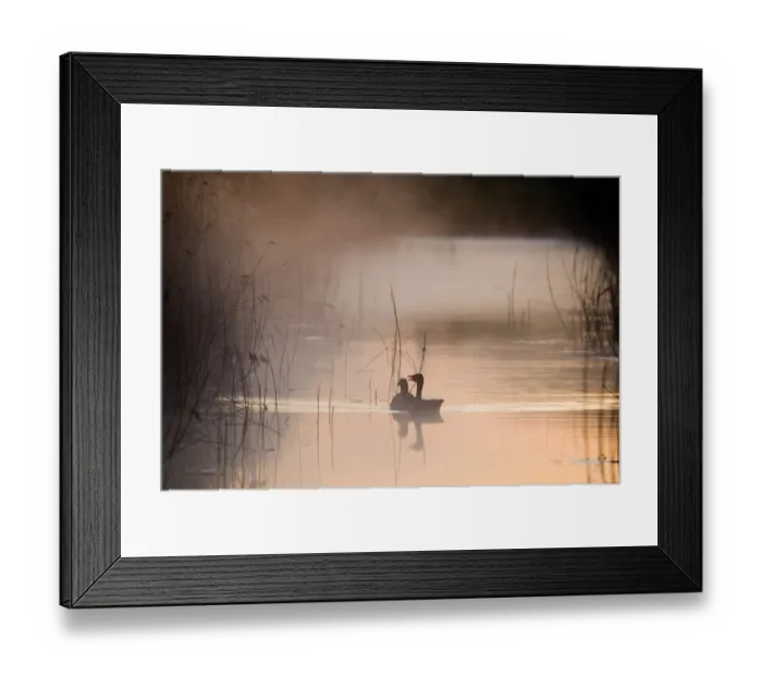 Framed Print : Greylag Goose (Anser anser) adult pair, swimming on dyke in mist, silhouetted at dawn, Cley Marshes Reserve, Cley-next-the-sea, Norfolk, England, april