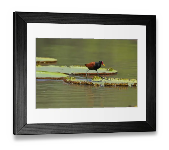 Framed Print : Wattled Jacana (Jacana jacana) adult, walking on giant waterlily leaf, Rupununi, Guyana Framed Print : Wattled Jacana (Jacana jacana) adult, walking on giant waterlily leaf, Rupununi, Guyana
