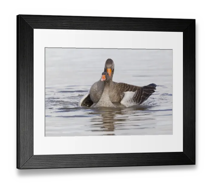 Framed Print : Greylag Goose (Anser anser) adult pair, mating in water, Slimbridge, Gloucestershire, England, february Framed Print : Greylag Goose (Anser anser) adult pair, mating in water, Slimbridge, Gloucestershire, England, february