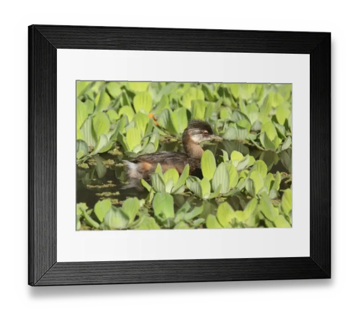 Framed Print : White-tufted Grebe (Rollandia rolland chilensis) juvenile, swimming amongst floating aquatic vegetation, Vicente Lopez, Buenos Aires Province, Argentina, march Framed Print : White-tufted Grebe (Rollandia rolland chilensis) juvenile, swimming amongst floating aquatic vegetation, Vicente Lopez, Buenos Aires Province, Argentina, march