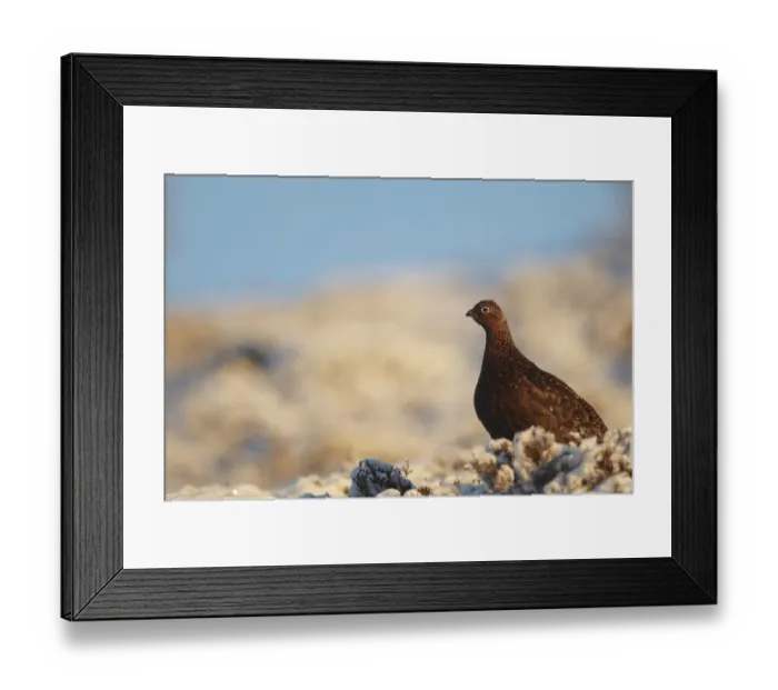 Framed Print : Red Grouse (Lagopus lagopus scoticus) immature, standing on snow covered heather in late evening light, Cairngorms, Highlands, Scotland, winter Framed Print : Red Grouse (Lagopus lagopus scoticus) immature, standing on snow covered heather in late evening light, Cairngorms, Highlands, Scotland, winter