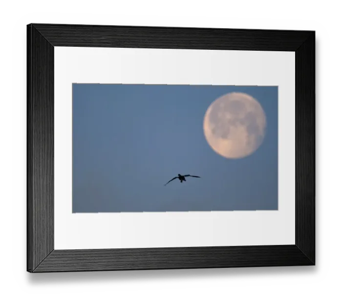 Framed Print : Pink-footed Goose (Anser brachyrhynchus) adult, in flight, silhouetted at dusk with moon, Holkham, Norfolk, England, january Framed Print : Pink-footed Goose (Anser brachyrhynchus) adult, in flight, silhouetted at dusk with moon, Holkham, Norfolk, England, january