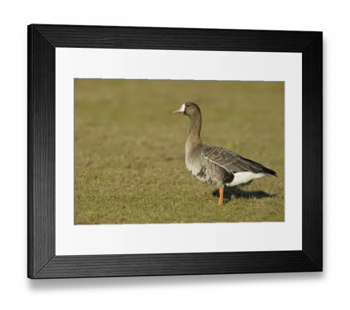 Framed Print : Eurasian White-fronted Goose (Anser albifrons albifrons) adult, feeding, standing on grass, Lower River Rhein, Germany, winter Framed Print : Eurasian White-fronted Goose (Anser albifrons albifrons) adult, feeding, standing on grass, Lower River Rhein, Germany, winter