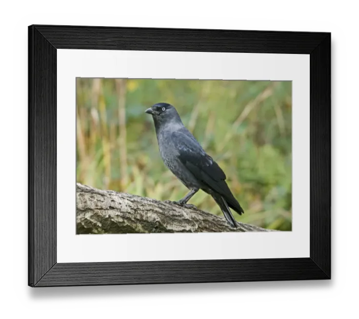 Framed Print : Jackdaw (Corvus monedula) adult, perched on branch, England Framed Print : Jackdaw (Corvus monedula) adult, perched on branch, England