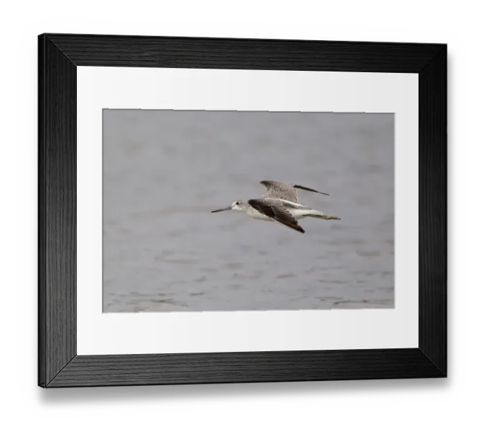 Framed Print : Common Greenshank (Tringa nebularia) adult, in flight over water, Minsmere RSPB Reserve, Suffolk, England, september Framed Print : Common Greenshank (Tringa nebularia) adult, in flight over water, Minsmere RSPB Reserve, Suffolk, England, september