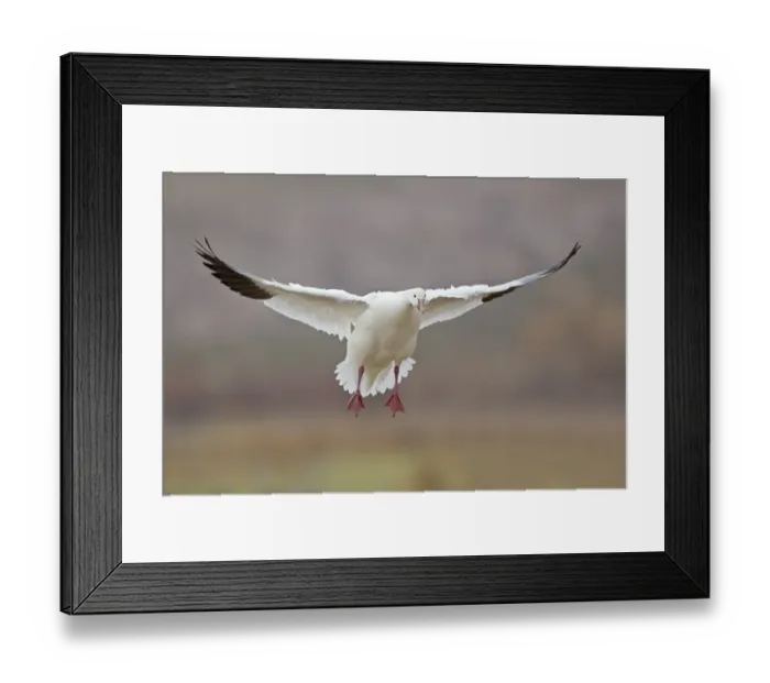 Framed Print : Snow Goose (Chen caerulescens) adult, in flight, landing, Bosque del Apache National Wildlife Refuge, New Mexico, U. S. A. december Framed Print : Snow Goose (Chen caerulescens) adult, in flight, landing, Bosque del Apache National Wildlife Refuge, New Mexico, U. S. A. december
