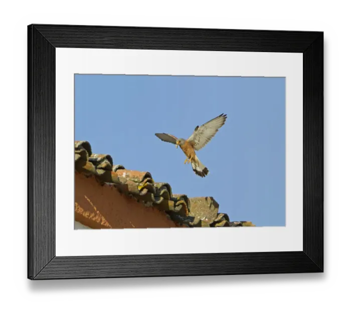 Framed Print : Lesser Kestrel (Falco naumanni) adult male, in flight with cricket prey in beak, returning to nest under tiles of roof, Extremadura, Spain, may Framed Print : Lesser Kestrel (Falco naumanni) adult male, in flight with cricket prey in beak, returning to nest under tiles of roof, Extremadura, Spain, may
