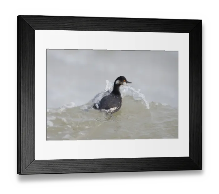 Framed Print : Black-necked Grebe (Podiceps nigricollis) adult, winter plumage, swimming at sea, England, winter