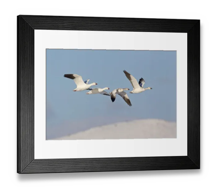 Framed Print : Snow Goose (Chen caerulescens) adult pair with two juveniles, family in flight over snow covered hills, Bosque del Apache National Wildlife Refuge, New Mexico, U. S. A. december