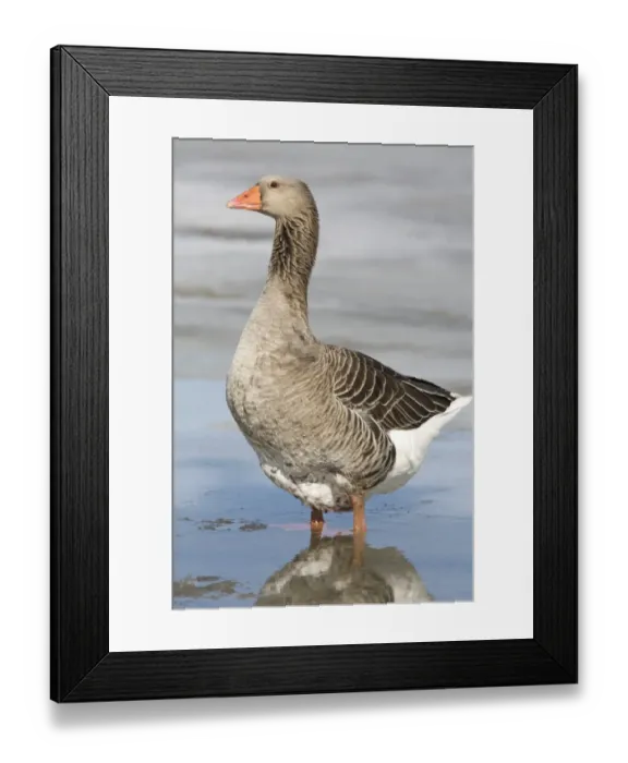 Framed Print : Domestic Goose, American Buff Goose, adult, standing in snow meltwater, North Dakota, U. S. A. april Framed Print : Domestic Goose, American Buff Goose, adult, standing in snow meltwater, North Dakota, U. S. A. april