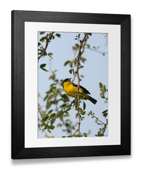 Framed Print : Common Iora (Aegithina tiphia multicolor) adult male, perched on twig, Sri Lanka, december Framed Print : Common Iora (Aegithina tiphia multicolor) adult male, perched on twig, Sri Lanka, december