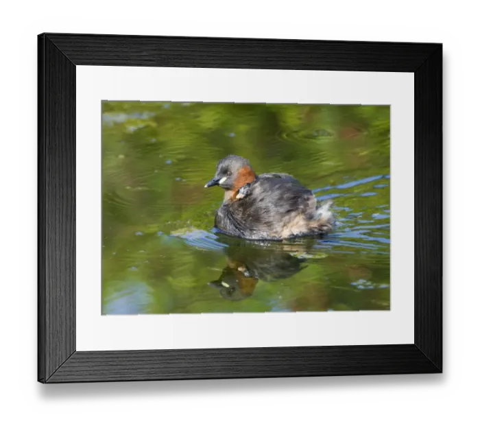 Framed Print : Little Grebe (Tachybaptus ruficollis) adult, with chick riding on back, swimming, Cley, Norfolk, England, august Framed Print : Little Grebe (Tachybaptus ruficollis) adult, with chick riding on back, swimming, Cley, Norfolk, England, august