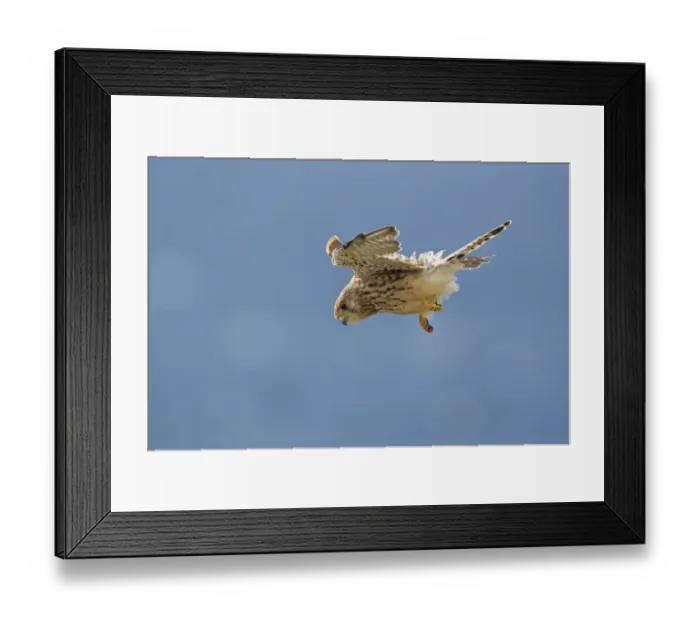 Framed Print : Common Kestrel (Falco tinnunculus) juvenile, in flight, hovering, Cornwall, England, august Framed Print : Common Kestrel (Falco tinnunculus) juvenile, in flight, hovering, Cornwall, England, august