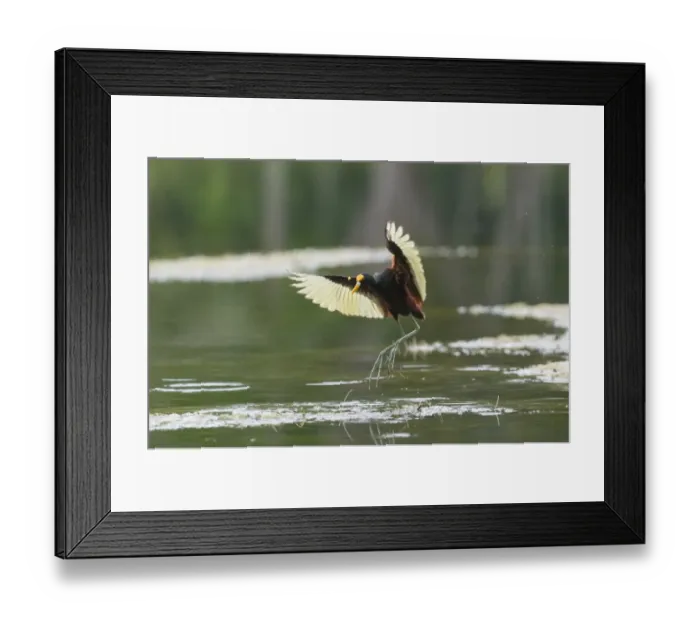 Framed Print : Northern Jacana (Jacana spinosa) adult, in flight, landing on aquatic vegetation, Tikal N. P. Peten, Guatemala Framed Print : Northern Jacana (Jacana spinosa) adult, in flight, landing on aquatic vegetation, Tikal N. P. Peten, Guatemala