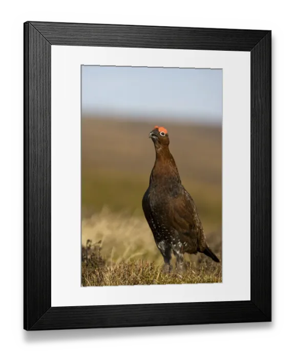 Framed Print : Red Grouse (Lagopus lagopus scoticus) adult male, standing on moorland, Yorkshire, England, march Framed Print : Red Grouse (Lagopus lagopus scoticus) adult male, standing on moorland, Yorkshire, England, march