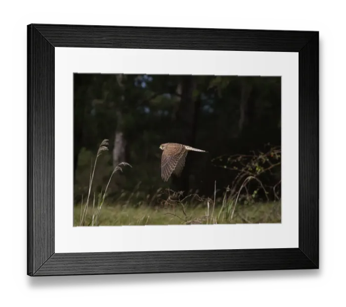 Framed Print : Common Kestrel (Falco tinnunculus) adult female, in flight, Norfolk, England, october Framed Print : Common Kestrel (Falco tinnunculus) adult female, in flight, Norfolk, England, october