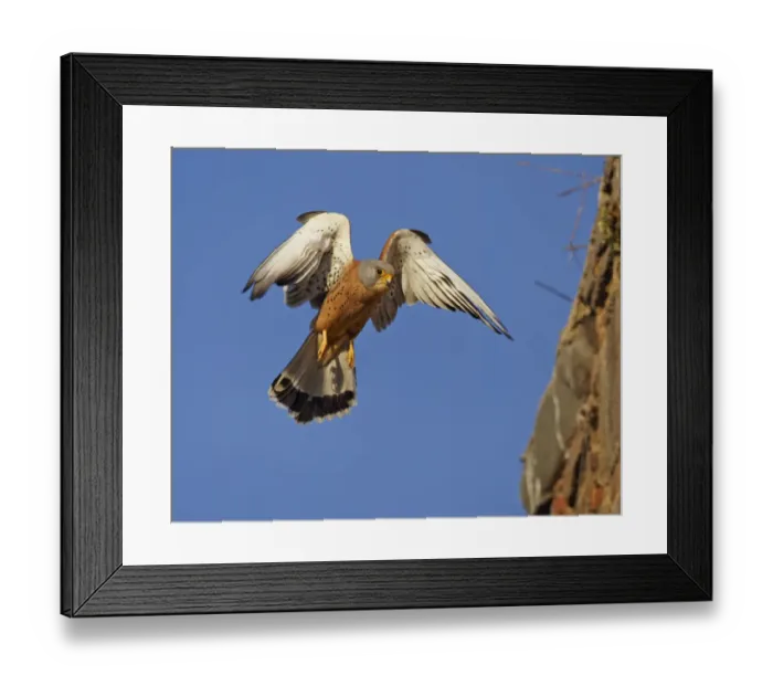 Framed Print : Lesser Kestrel (Falco naumanni) adult male, in flight, arriving at roof of church, Extremadura, Spain, april
