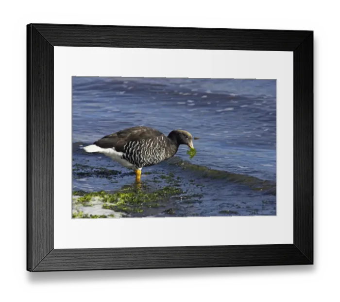 Framed Print : Kelp Goose (Chloephaga hybrida) adult female, feeding on seaweed along shoreline, Stanley, East Falkland, Falkland Islands Framed Print : Kelp Goose (Chloephaga hybrida) adult female, feeding on seaweed along shoreline, Stanley, East Falkland, Falkland Islands