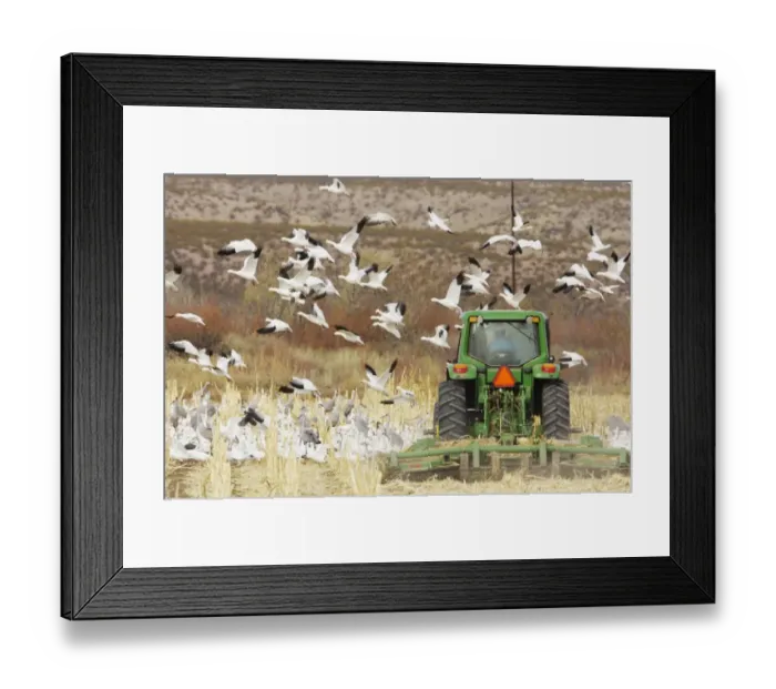 Framed Print : Snow Goose (Chen caerulescens) flock, in flight, taking off from field of maize stubble with tractor, Bosque del Apache National Wildlife Refuge, New Mexico, U. S. A Framed Print : Snow Goose (Chen caerulescens) flock, in flight, taking off from field of maize stubble with tractor, Bosque del Apache National Wildlife Refuge, New Mexico, U. S. A