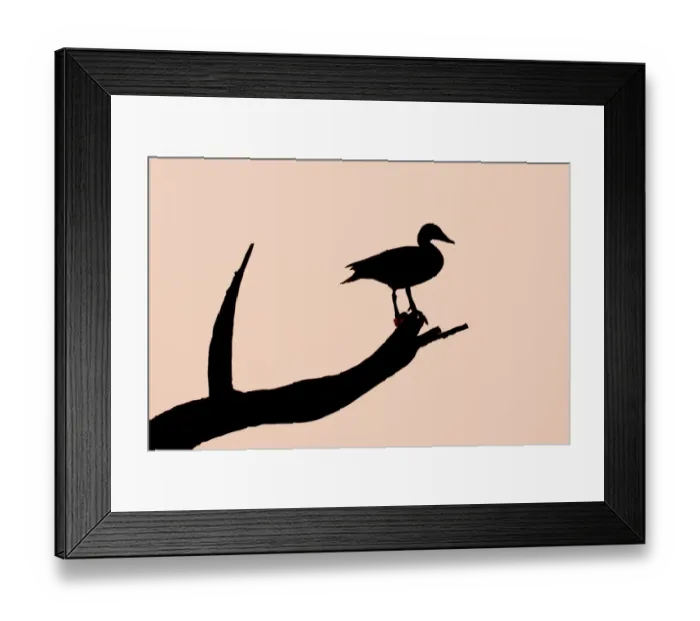 Framed Print : Knob-billed Goose (Sarkidiornis melanotos) adult female, roosting in dead tree, silhouetted at sunset, Keoladeo Ghana N. P. (Bharatpur), Rajasthan, India Framed Print : Knob-billed Goose (Sarkidiornis melanotos) adult female, roosting in dead tree, silhouetted at sunset, Keoladeo Ghana N. P. (Bharatpur), Rajasthan, India