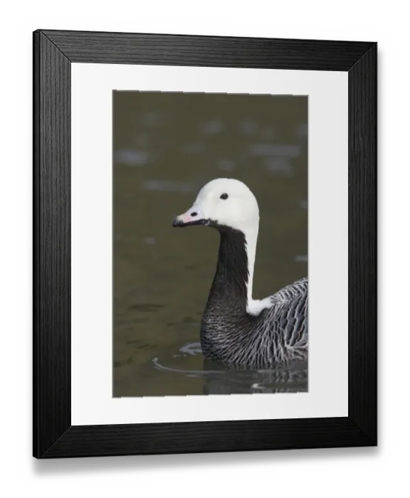 Framed Print : Emperor Geese (Anser canagica) adult, close-up of head and neck, swimming, Arundel W. W. T. (captive) Framed Print : Emperor Geese (Anser canagica) adult, close-up of head and neck, swimming, Arundel W. W. T. (captive)