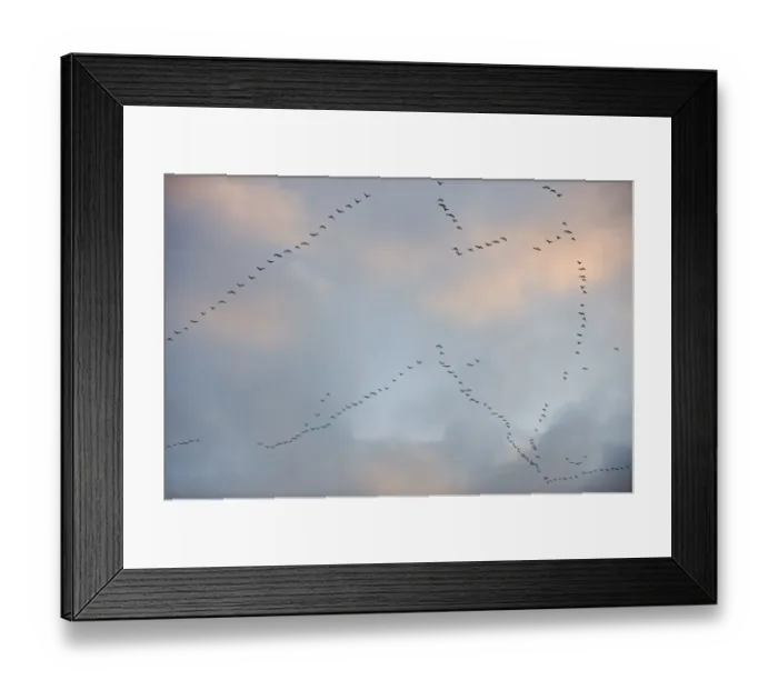 Framed Print : Pink-footed Goose (Anser brachyrhynchus) flock, in flight, in v formation, leaving coastal estuary roost, The Wash, Snettisham RSPB Reserve, Norfolk, England, winter