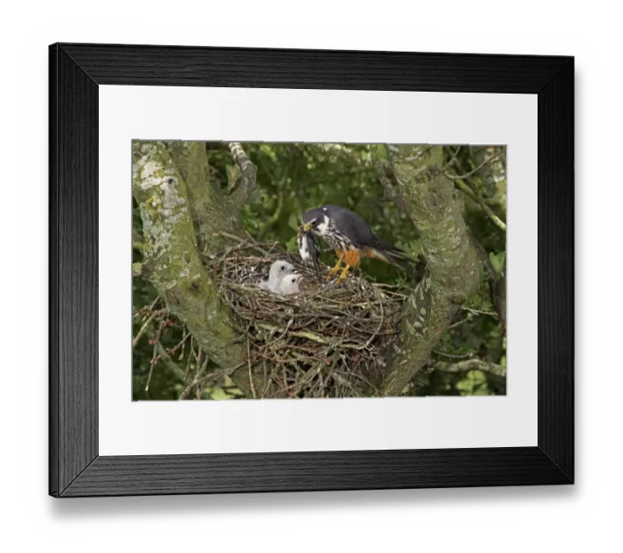 Framed Print : Eurasian Hobby (Falco subbuteo) adult female, feeding Barn Swallow (Hirundo rustica) prey to chicks at nest, nesting in old crow nest in Oak (Quercus sp. ) tree, Shropshire, England, august Framed Print : Eurasian Hobby (Falco subbuteo) adult female, feeding Barn Swallow (Hirundo rustica) prey to chicks at nest, nesting in old crow nest in Oak (Quercus sp. ) tree, Shropshire, England, august