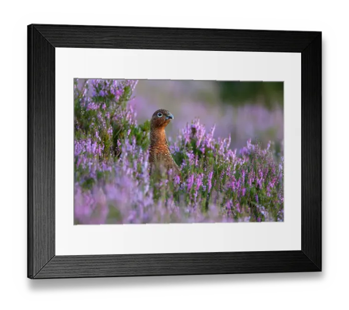Framed Print : Red Grouse (Lagopus lagopus scoticus) adult, standing amongst flowering heather on moorland, Lammermuir Hills, Scottish Borders, Scotland, august