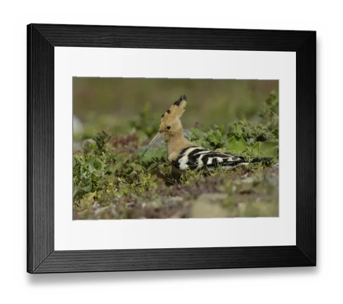 Framed Print : Eurasian Hoopoe (Upupa epops) adult, foraging amongst vegetation, Fuerteventura, Canary Islands, march Framed Print : Eurasian Hoopoe (Upupa epops) adult, foraging amongst vegetation, Fuerteventura, Canary Islands, march