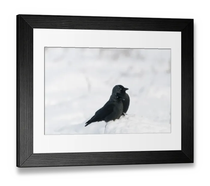Framed Print : Jackdaw (Corvus monedula) two adults, standing in snow, Salthouse, Norfolk, England, december