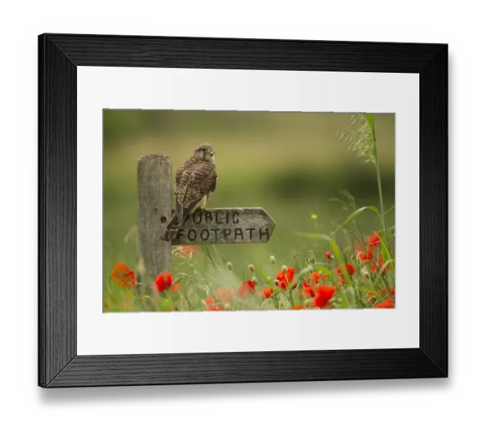 Framed Print : Common Kestrel (Falco tinnunculus) adult female, perched on public footpath sign amongst flowering poppies in field, South Yorkshire, England, june, (captive) Framed Print : Common Kestrel (Falco tinnunculus) adult female, perched on public footpath sign amongst flowering poppies in field, South Yorkshire, England, june, (captive)
