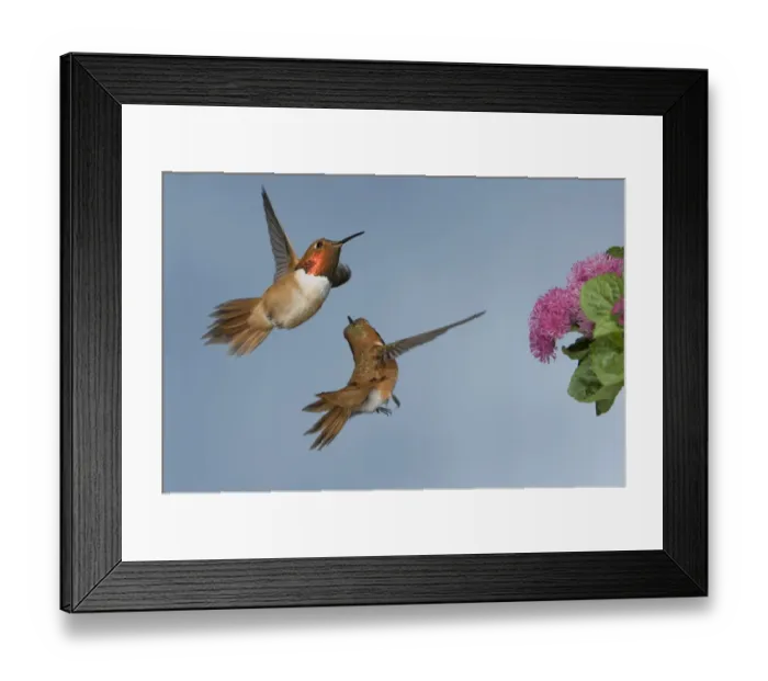 Framed Print : Rufous Hummingbird (Selasphorus rufus) two adult males, in flight, chasing rival from flower, British Columbia, Canada, may Framed Print : Rufous Hummingbird (Selasphorus rufus) two adult males, in flight, chasing rival from flower, British Columbia, Canada, may