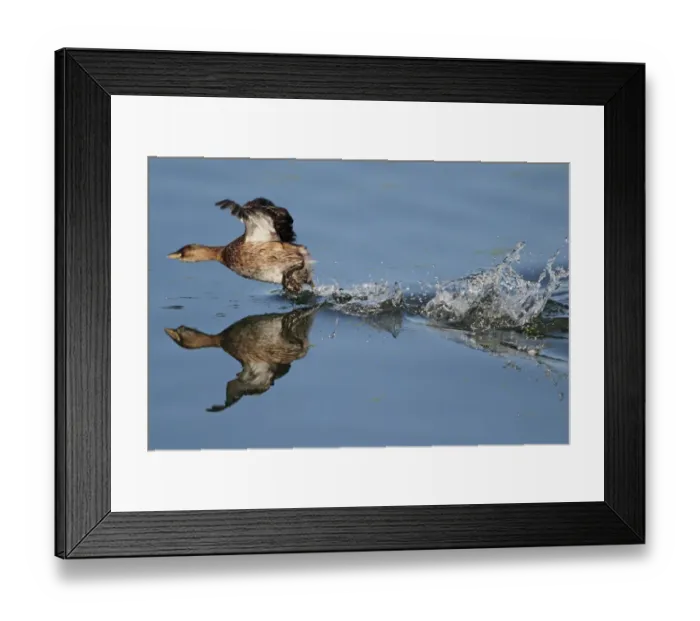 Framed Print : Little Grebe (Tachybaptus ruficollis) adult, winter plumage, running across surface of water, chasing off another grebe, Hertfordshire, England, october Framed Print : Little Grebe (Tachybaptus ruficollis) adult, winter plumage, running across surface of water, chasing off another grebe, Hertfordshire, England, october