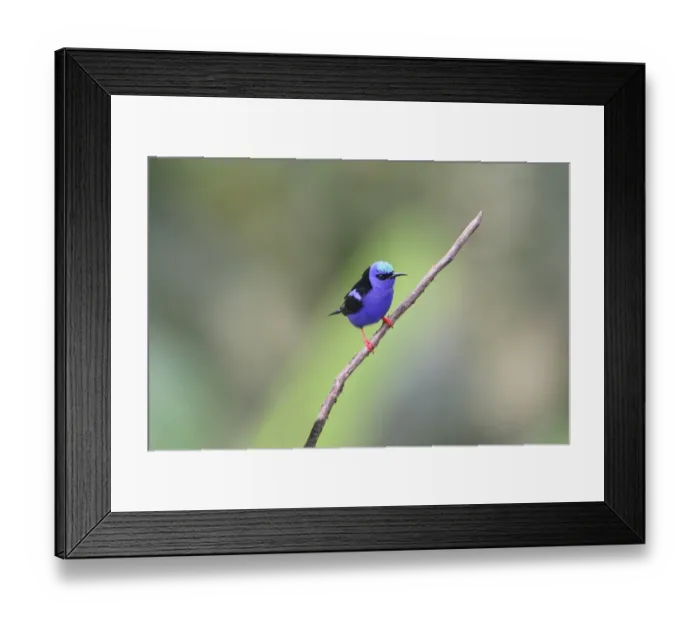 Framed Print : Red-legged Honeycreeper (Cyanerpes cyaneus) adult male, perched on twig, Costa Rica, february Framed Print : Red-legged Honeycreeper (Cyanerpes cyaneus) adult male, perched on twig, Costa Rica, february
