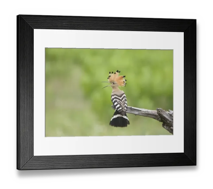 Framed Print : Eurasian Hoopoe (Upupa epops) adult, with crest raised, calling in threat display, perched on broken branch, Hungary, may Framed Print : Eurasian Hoopoe (Upupa epops) adult, with crest raised, calling in threat display, perched on broken branch, Hungary, may
