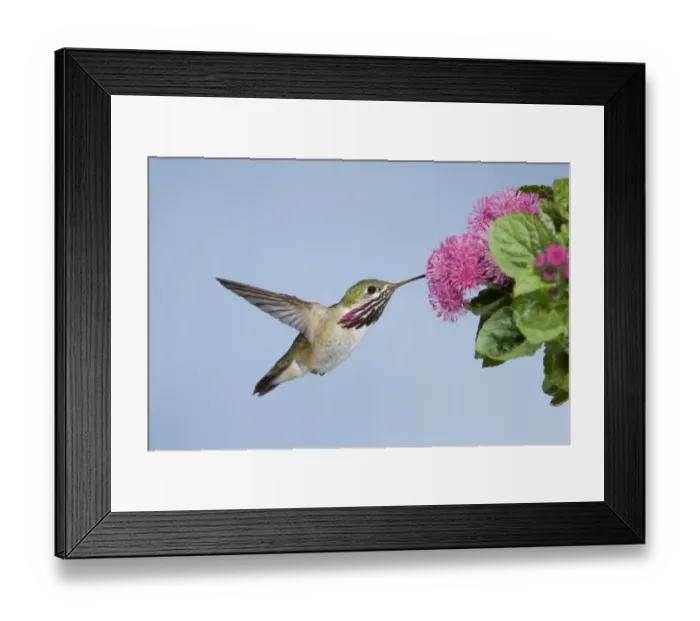 Framed Print : Calliope Hummingbird (Stellula calliope) adult male, in flight, feeding at flower, British Columbia, Canada, may Framed Print : Calliope Hummingbird (Stellula calliope) adult male, in flight, feeding at flower, British Columbia, Canada, may