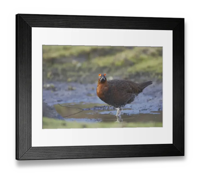 Framed Print : Red Grouse (Lagopus lagopus scoticus) adult male, drinking at pool, Yorkshire Dales N. P. Yorkshire, England Framed Print : Red Grouse (Lagopus lagopus scoticus) adult male, drinking at pool, Yorkshire Dales N. P. Yorkshire, England